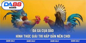 Đá Gà Cựa Dao – Hình Thức Giải Trí Hấp Dẫn Nên Chơi